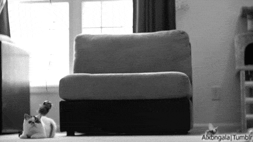 pompon